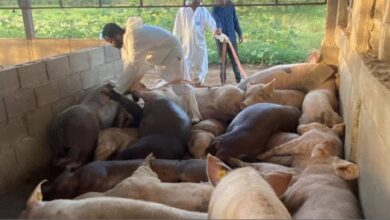 Photo of Sacrifican 300 cerdos; productores reclaman compensación